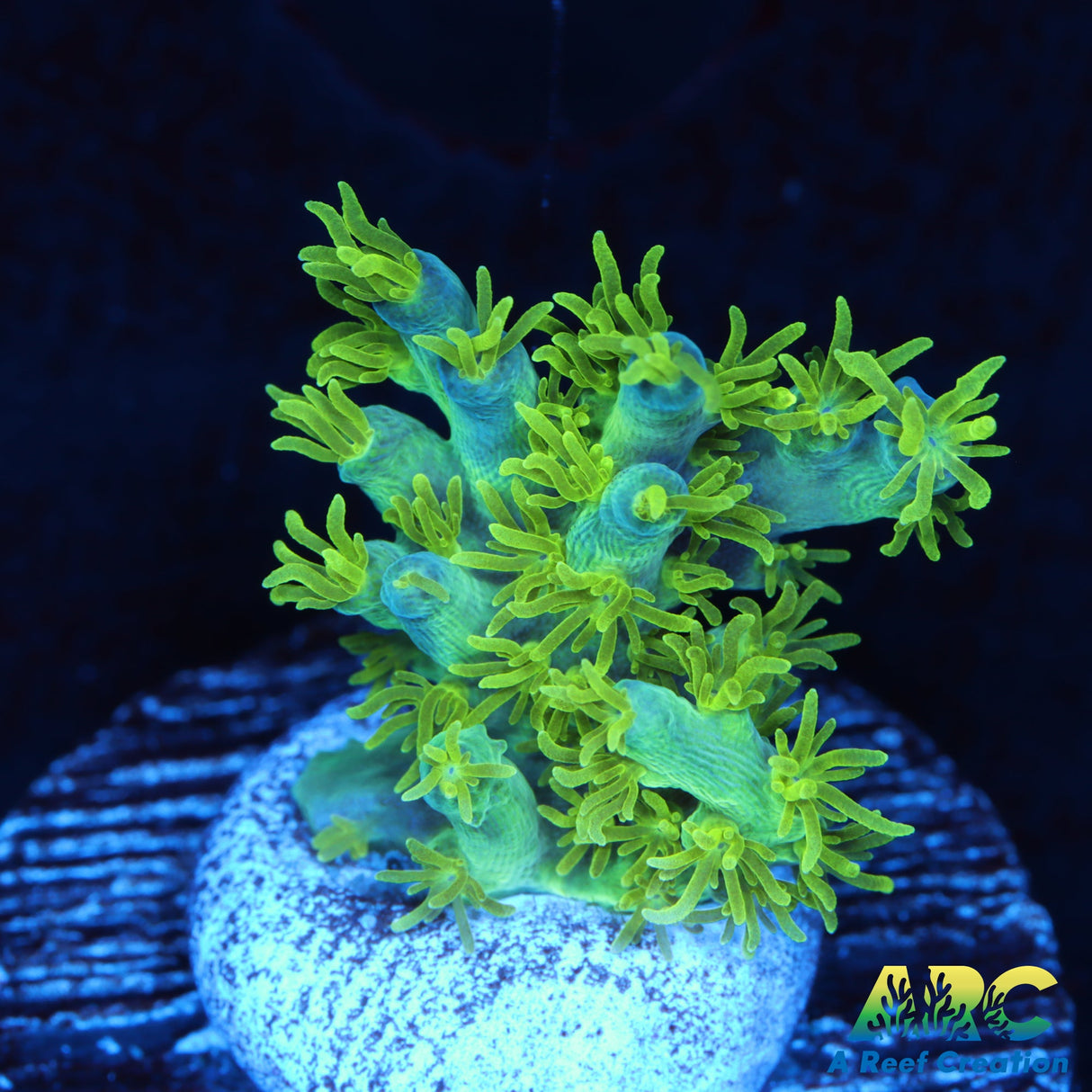 RRC Marvin the Martian