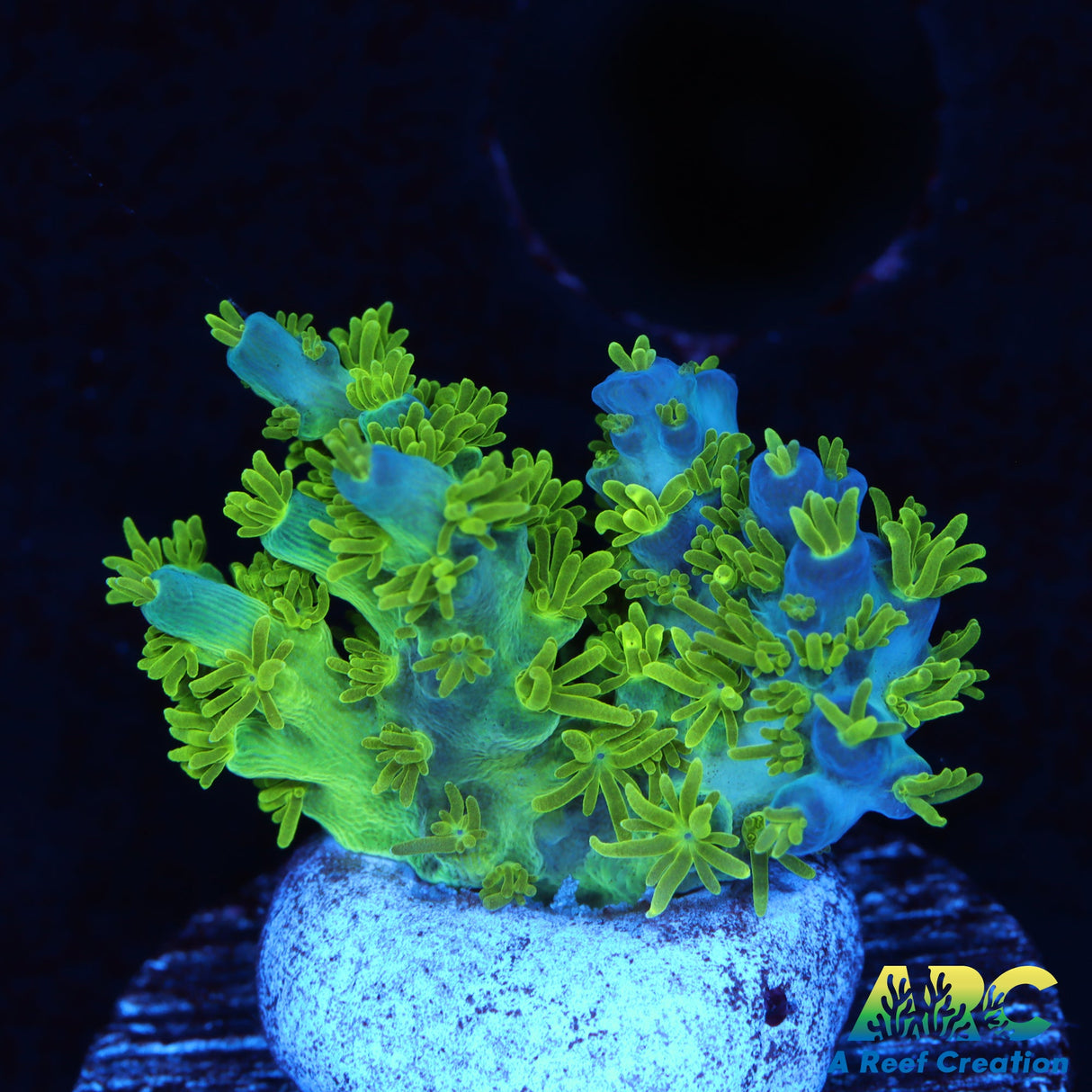 RRC Marvin the Martian