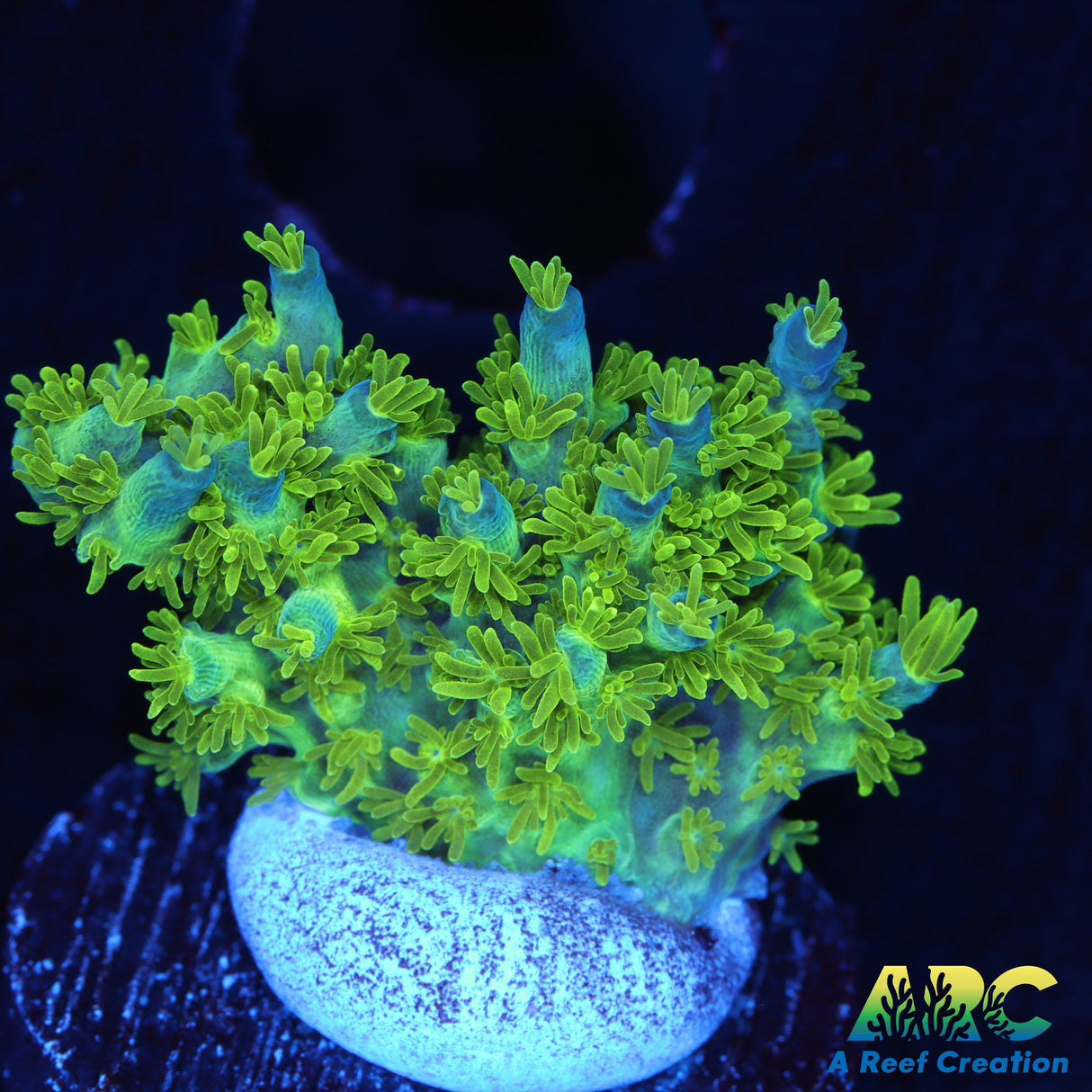 RRC Marvin the Martian