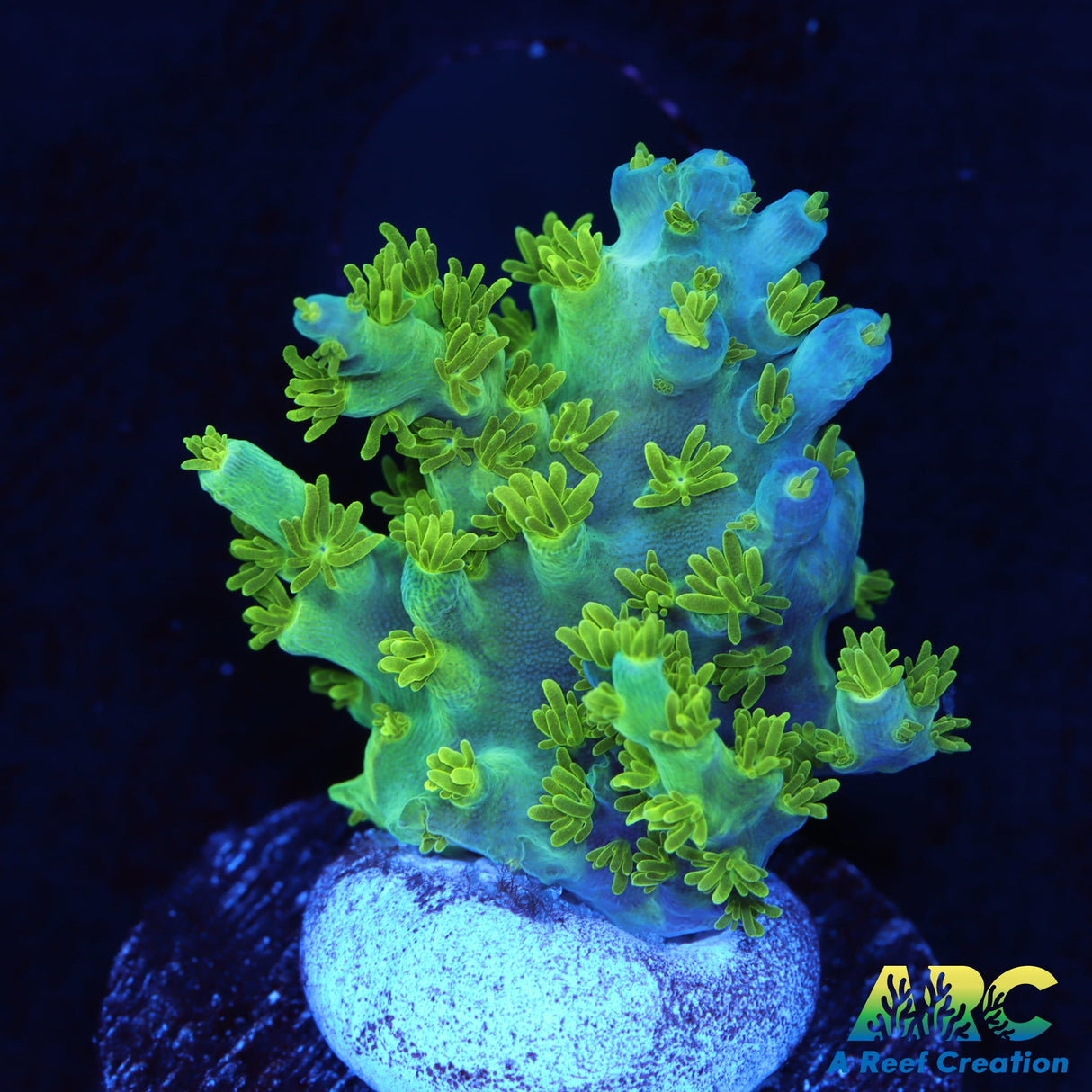 RRC Marvin the Martian