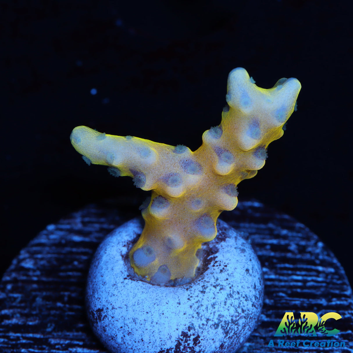 RRC Grafted Goldenrod Anacropora