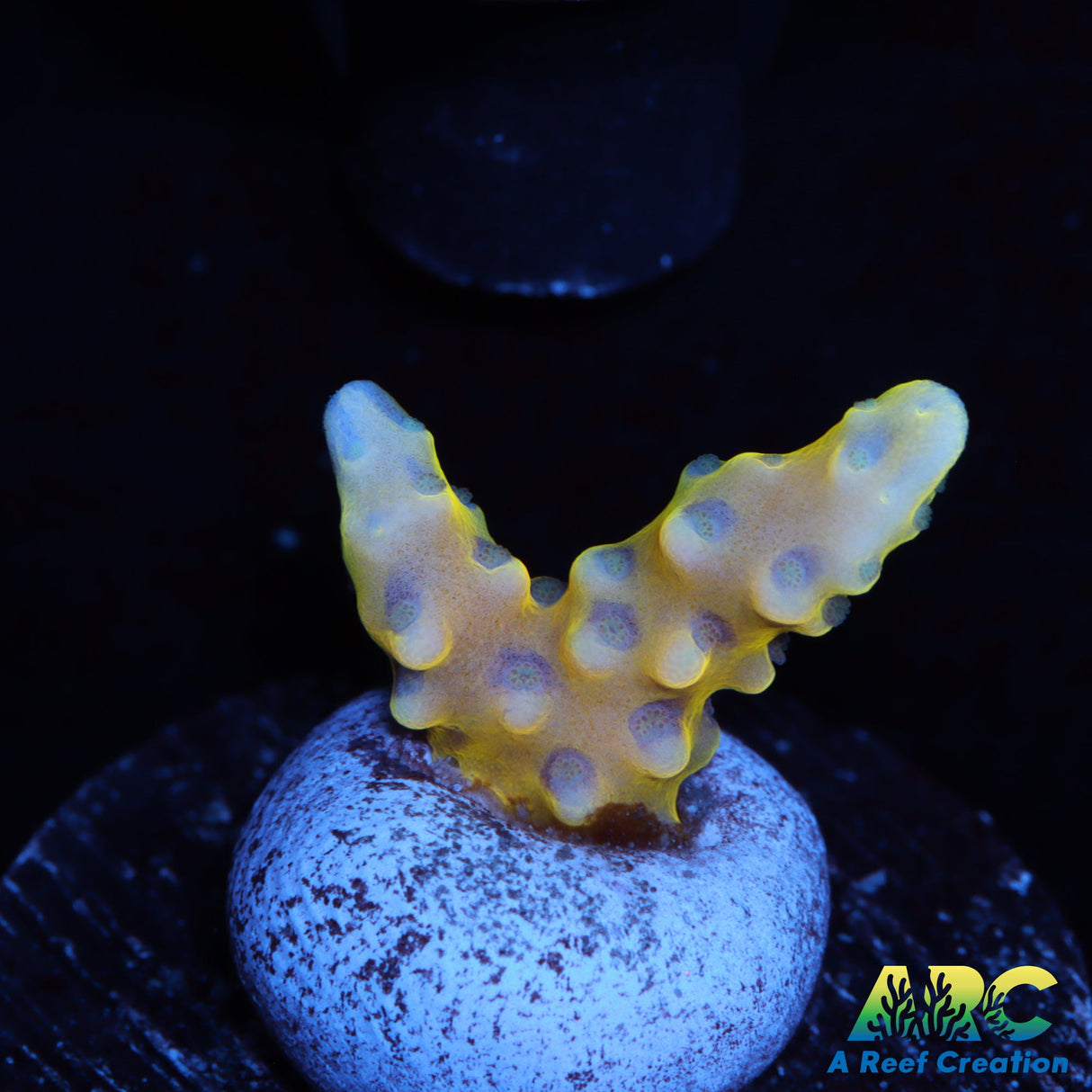 RRC Grafted Goldenrod Anacropora