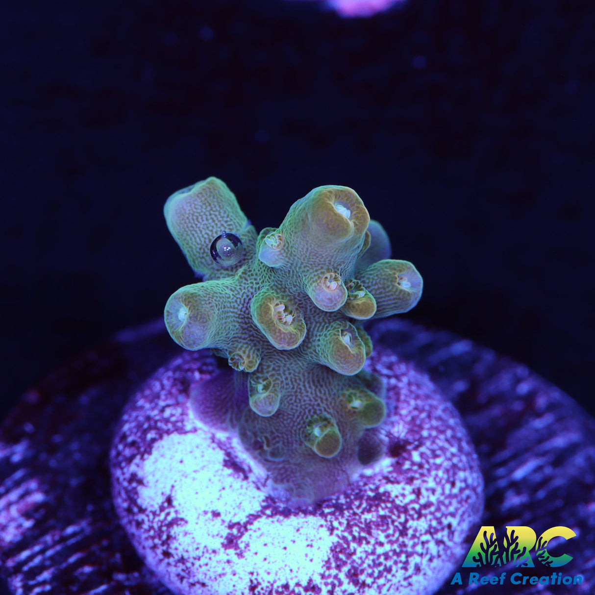 ARC Anthony's Pink Granulosa