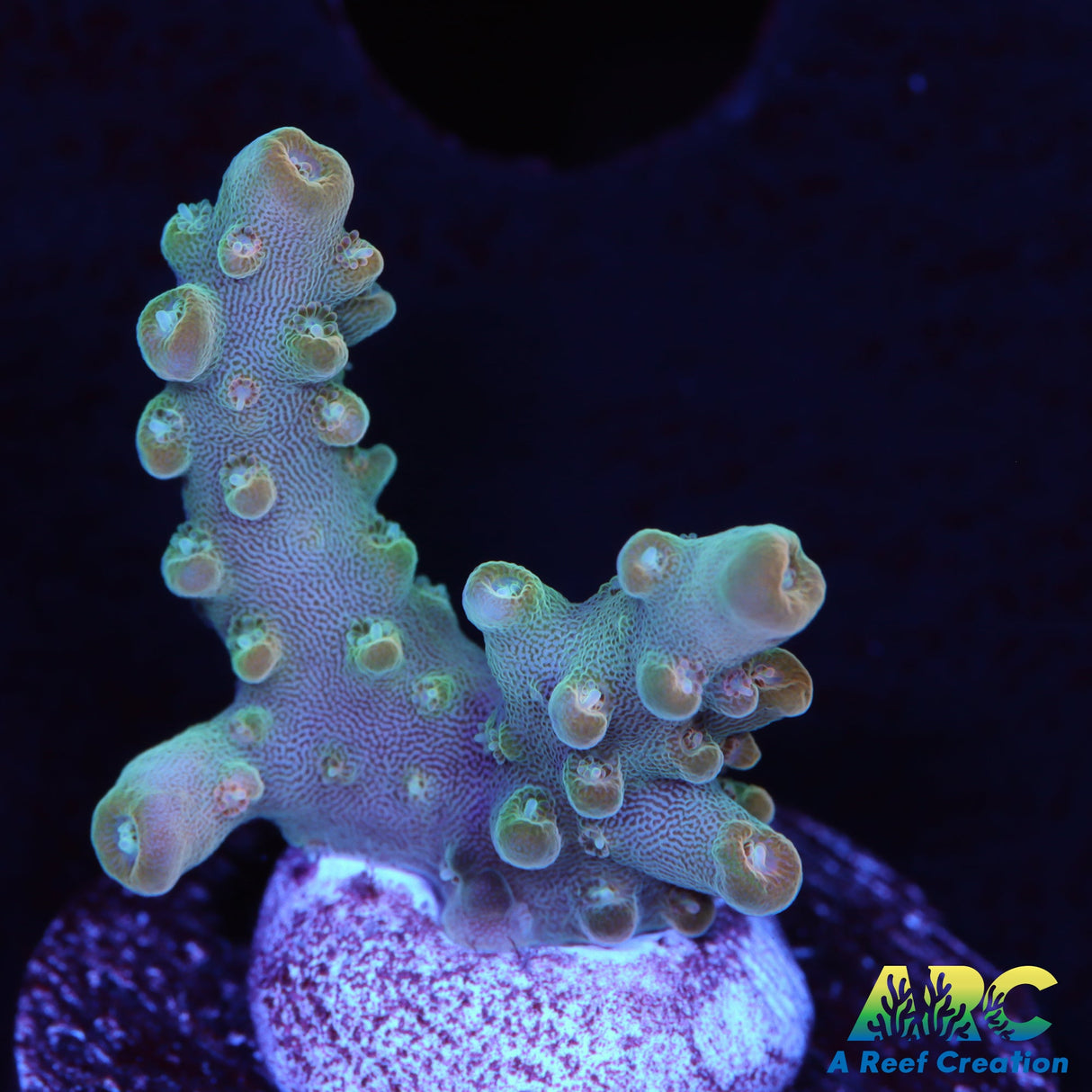 ARC Anthony's Pink Granulosa