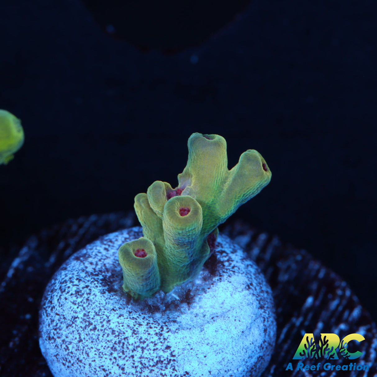 BK Chem Creme de la Creme