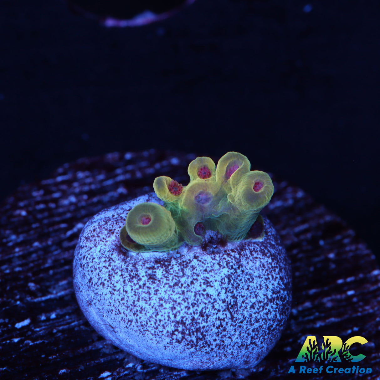 BK Chem Creme de la Creme