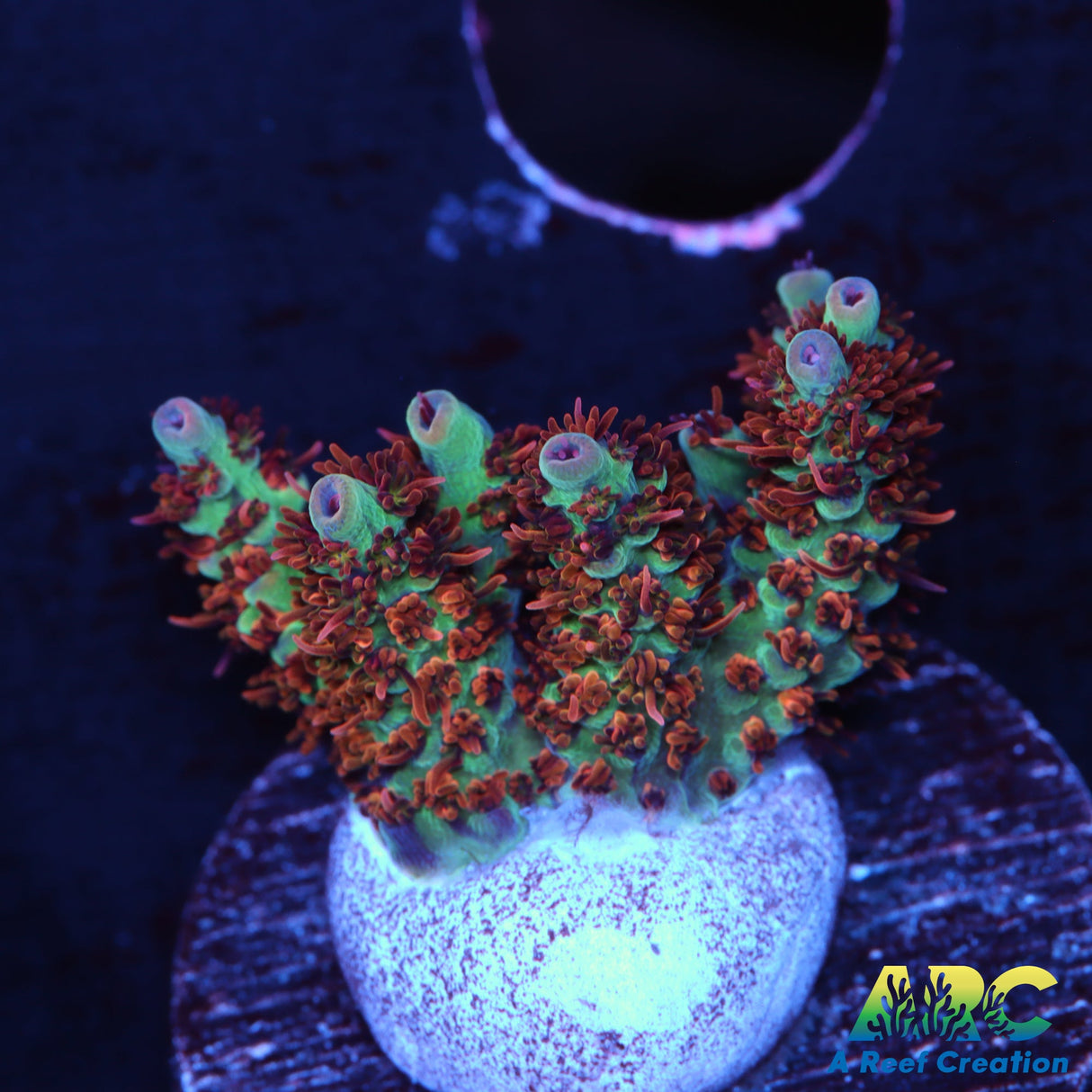 TCK Fuzzy was a Bear