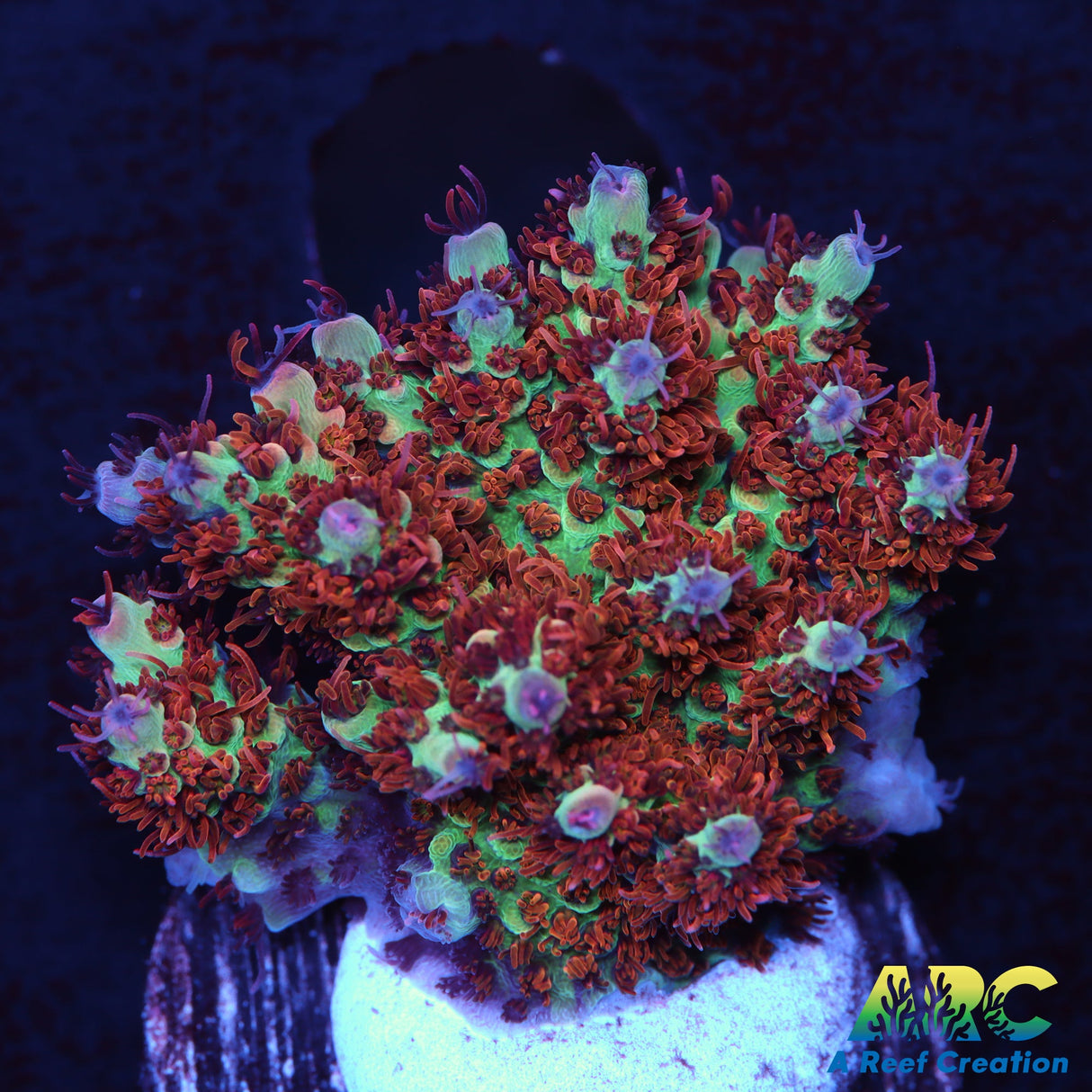 TCK Fuzzy was a Bear