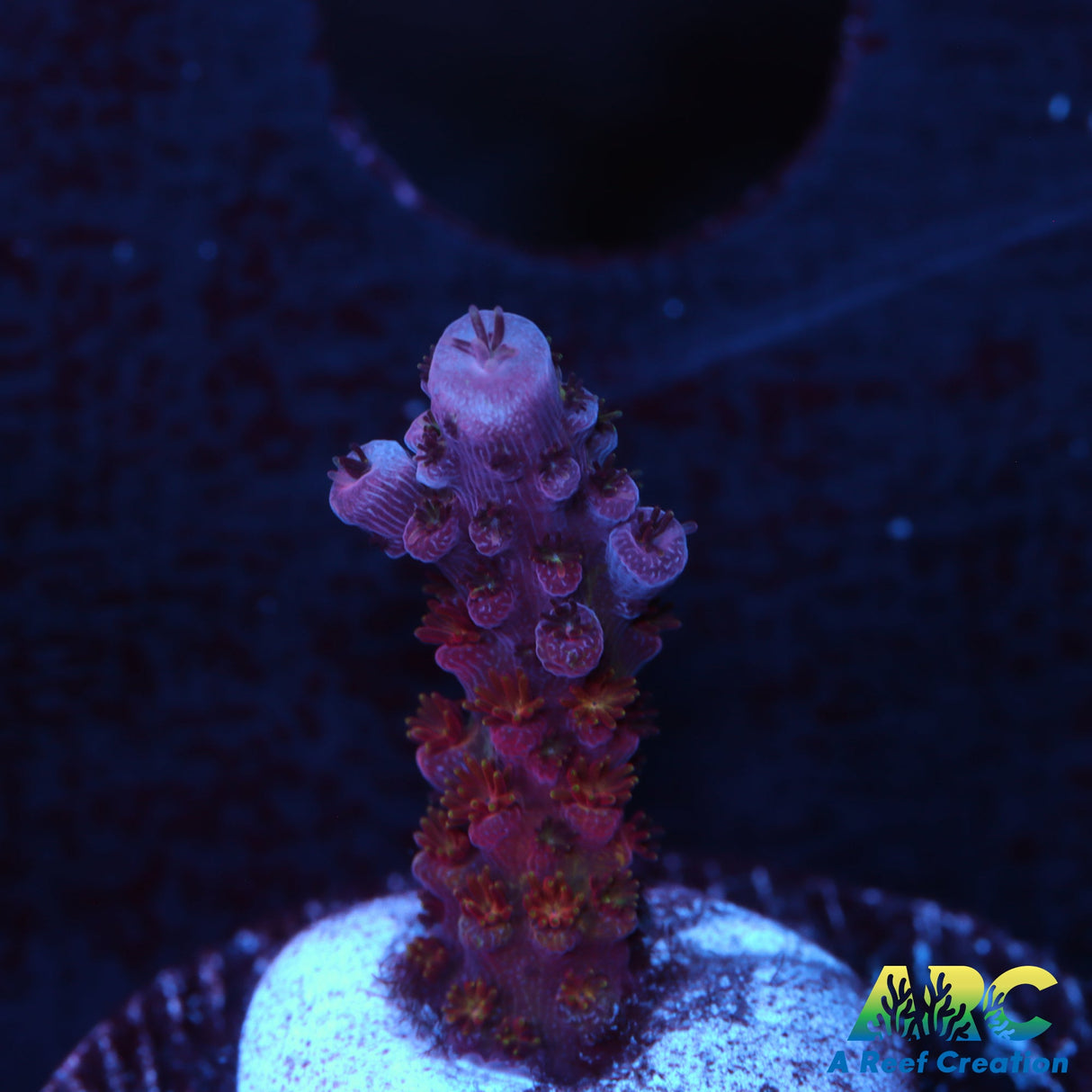 TCK Fuzzy was a Bear