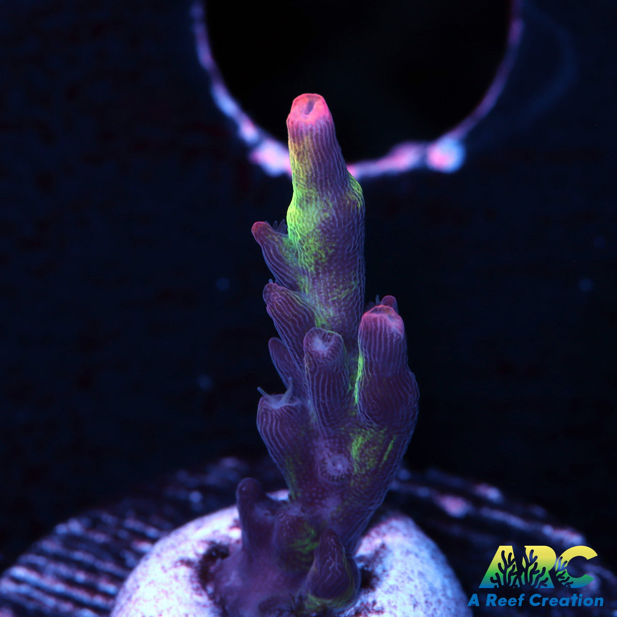 Strawberry Shortcake