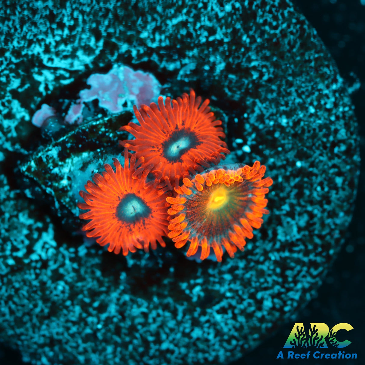 WWC Charmanders and Mango Fusion