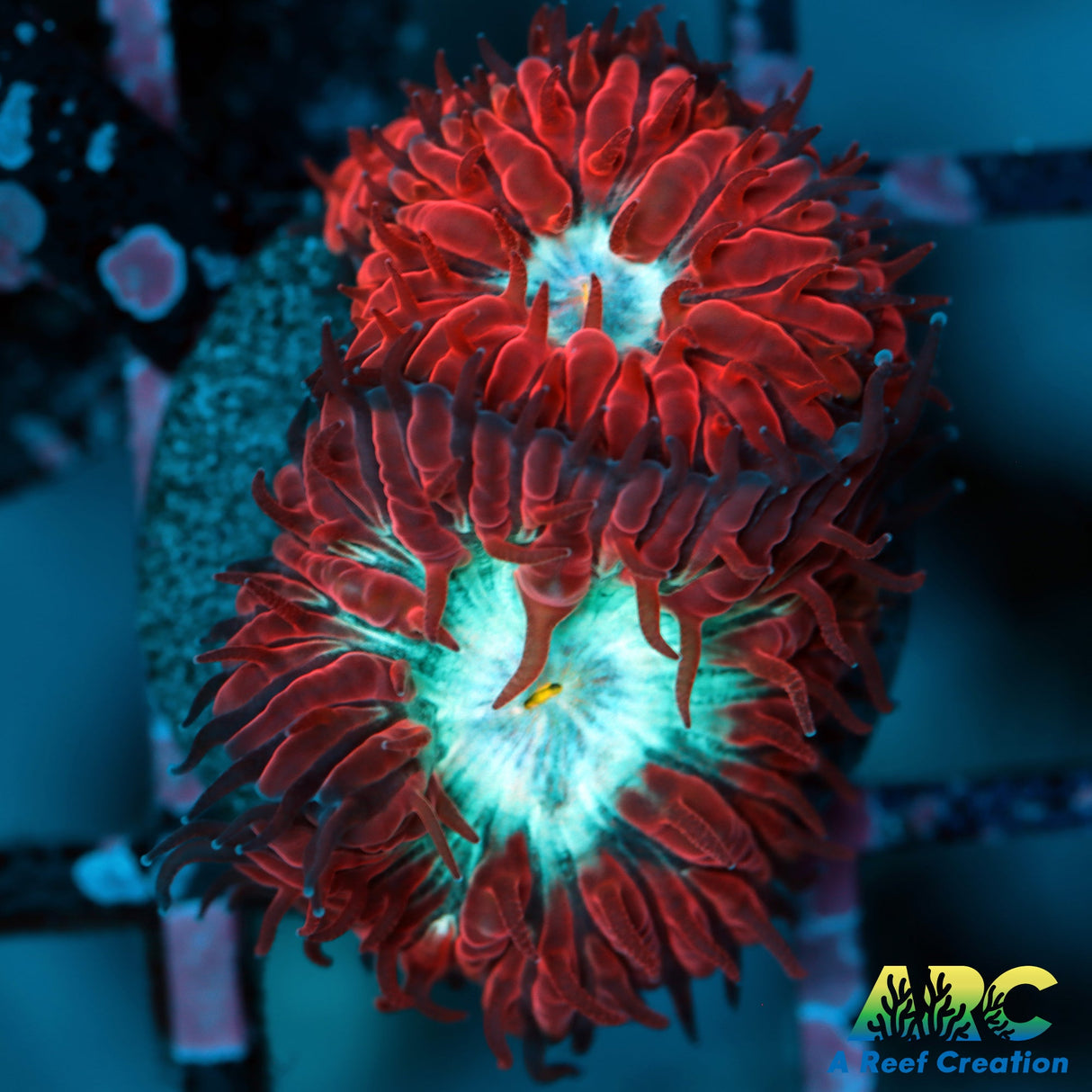 Jeff's Blasto Merletti