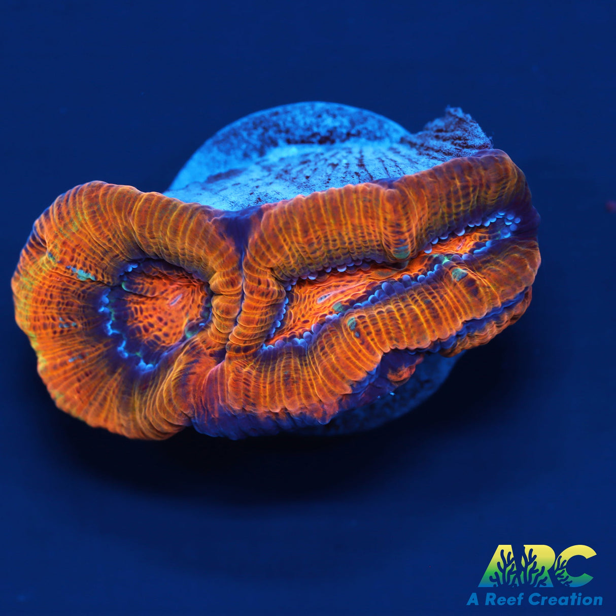 Rainbow Symphyllia Wilsoni