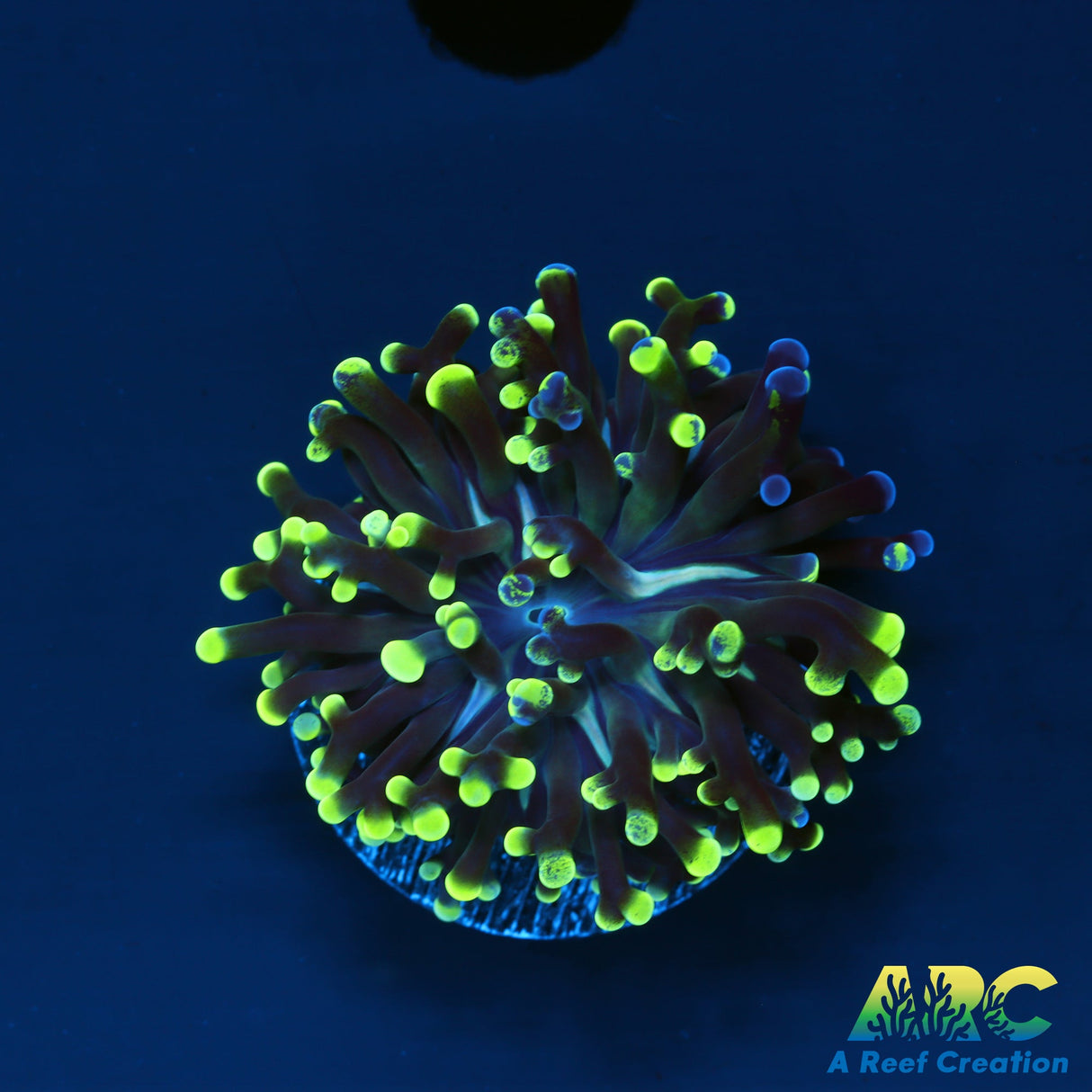 Salty's Grafted Torch