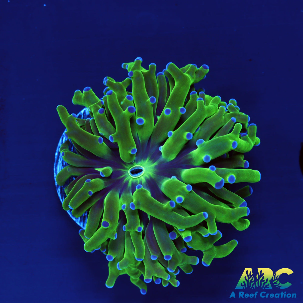 Green and Purple Frog