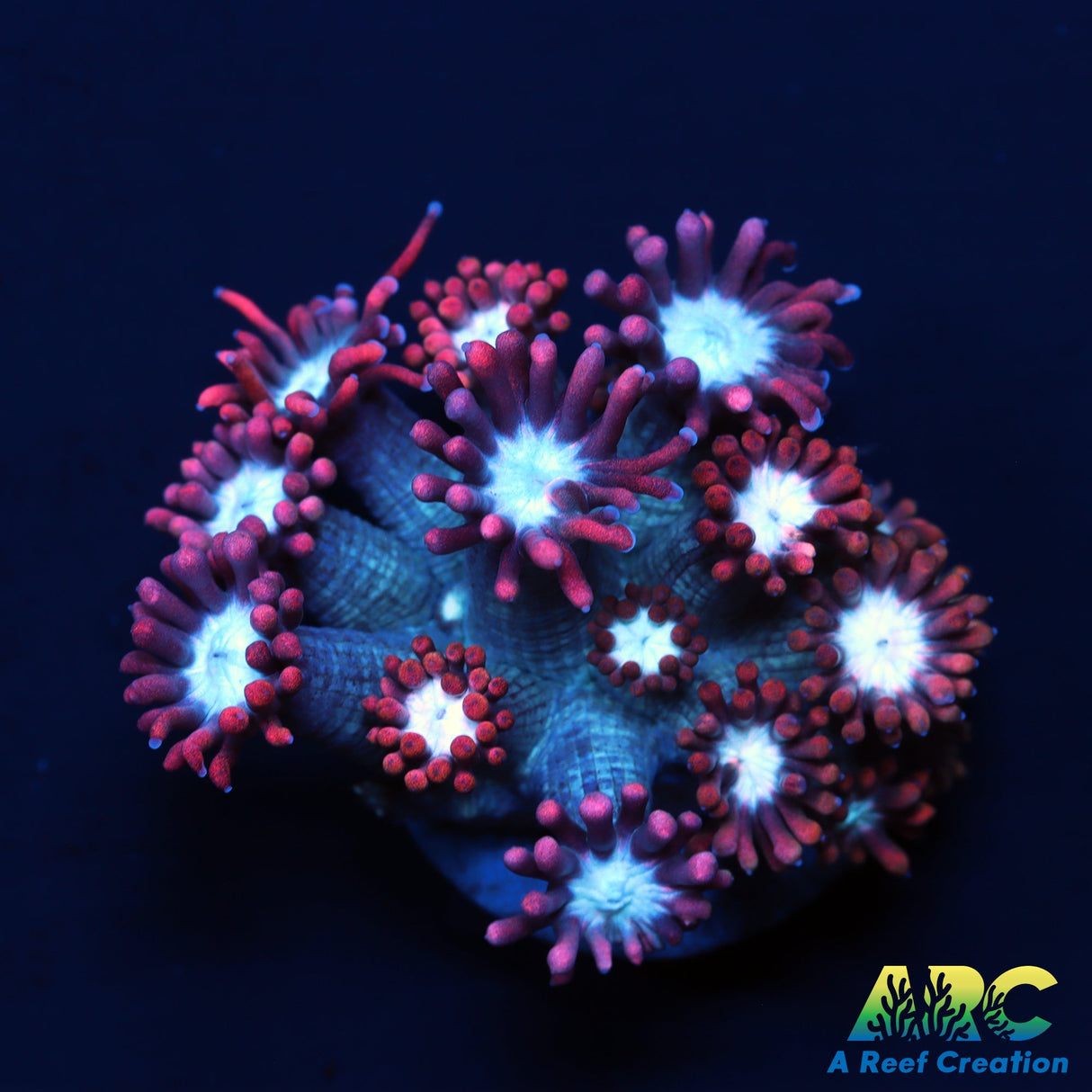 ARC Cotton Candy Goni