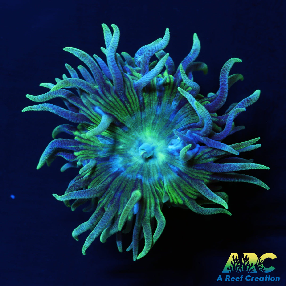 ARC Lemon Lime Duncan