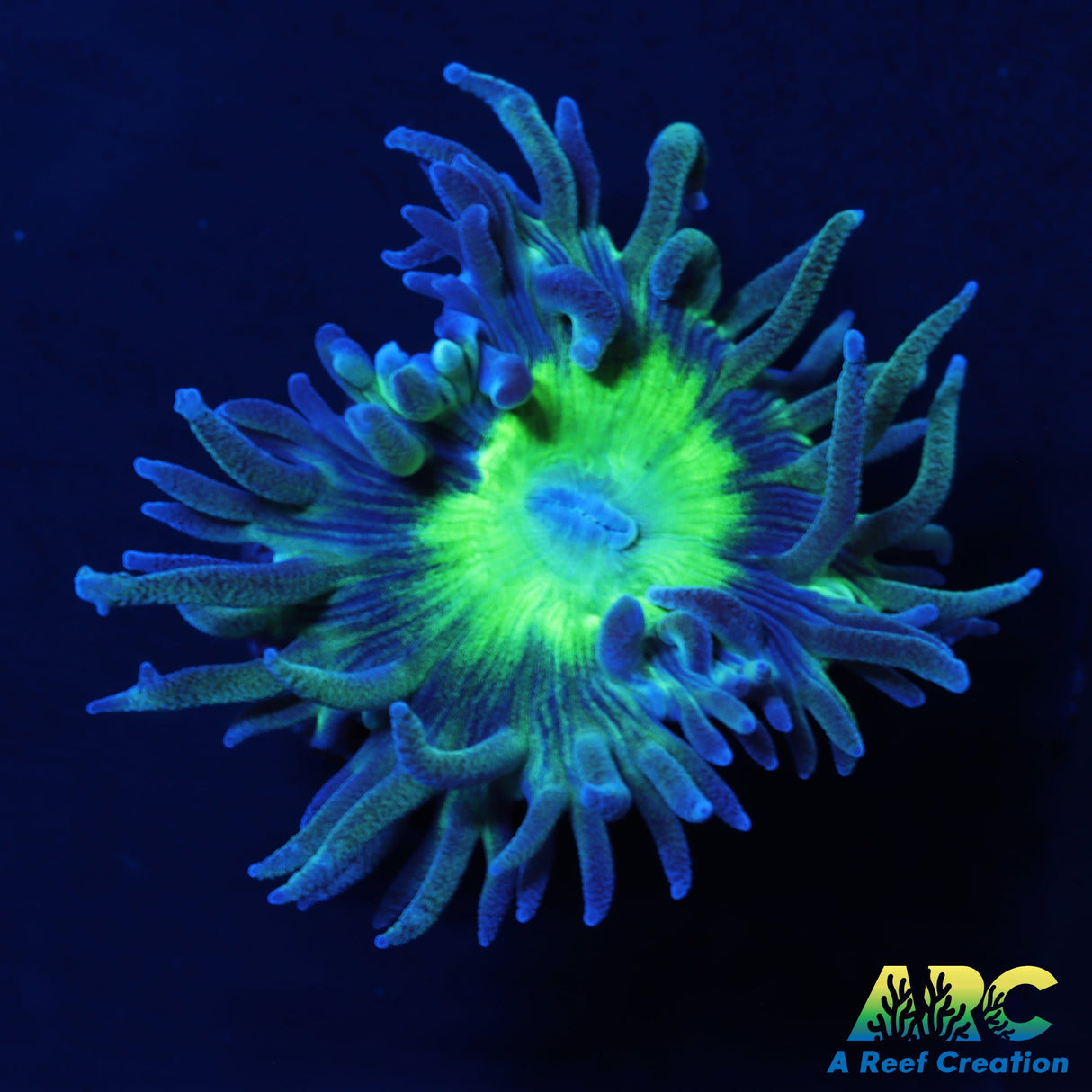 WWC Dream Catcher Duncan