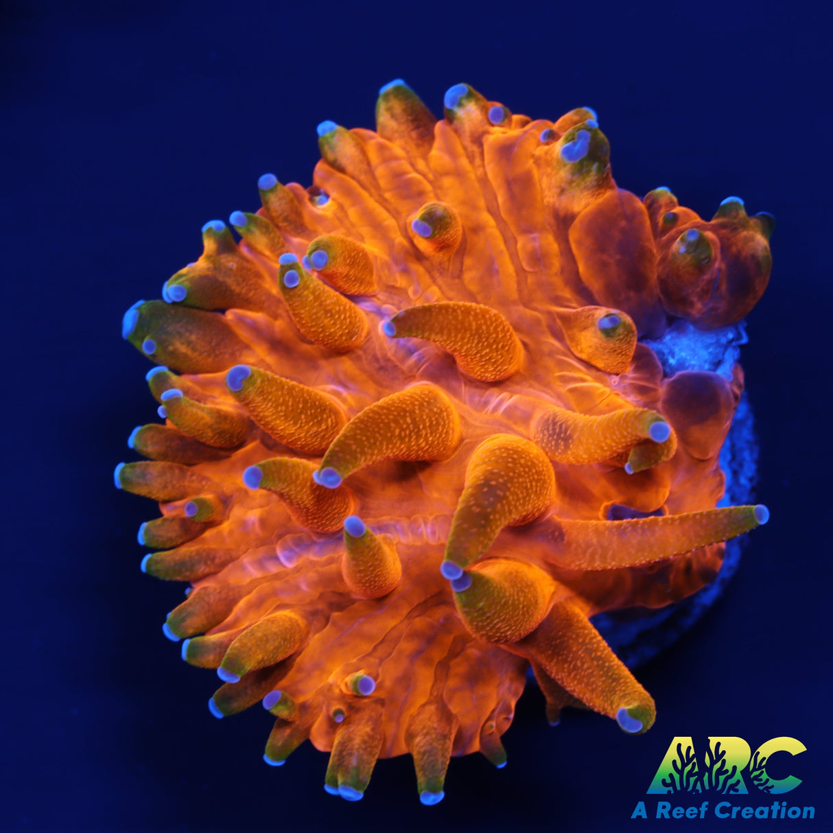 Tank Grown Orange Plate