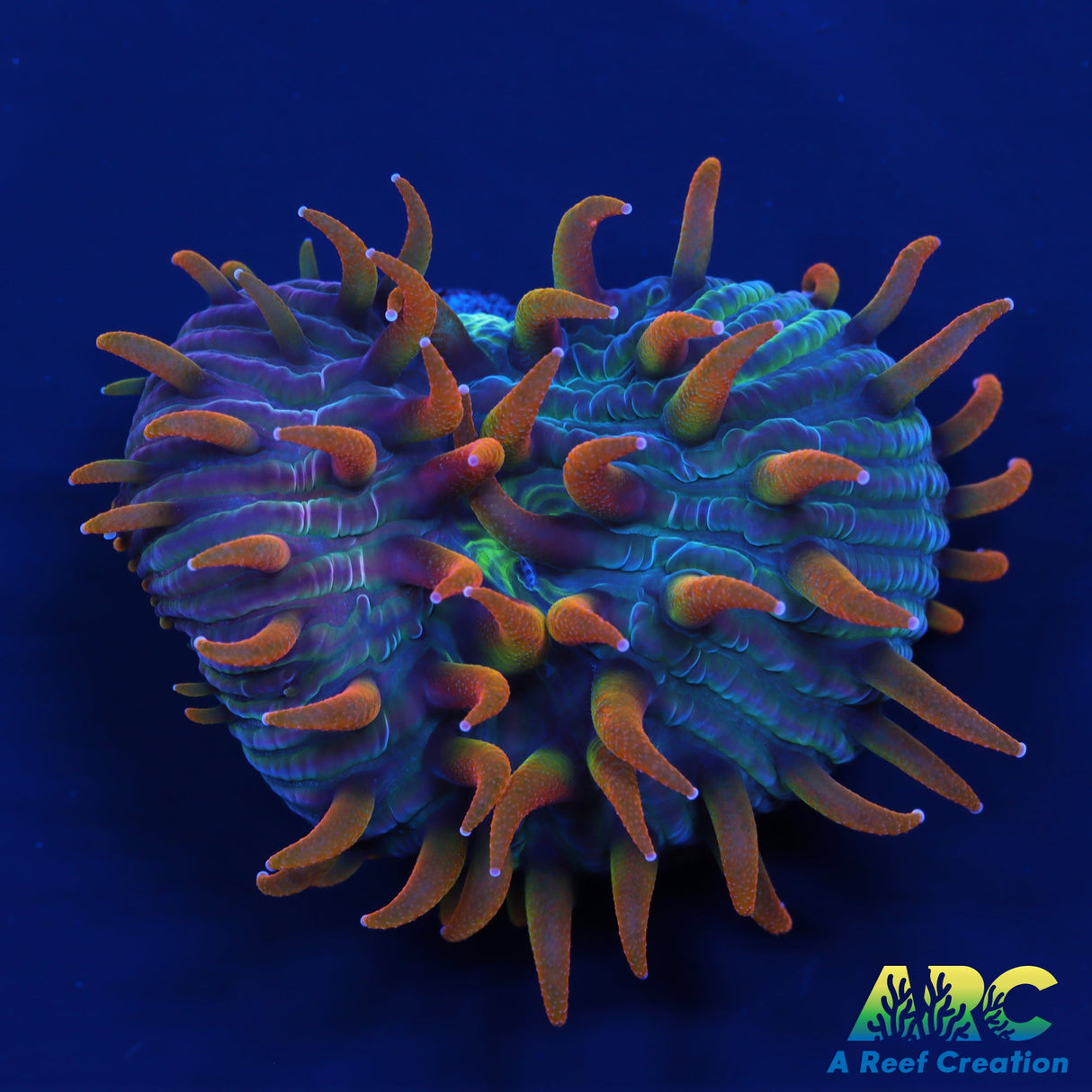 ARC Flaming Hydra Diaseris Plate