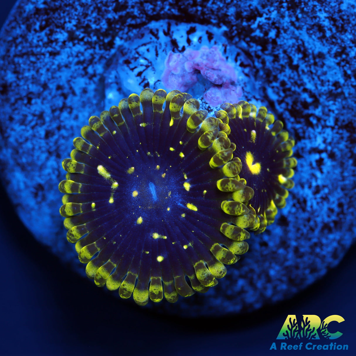 Exosphere Zoas