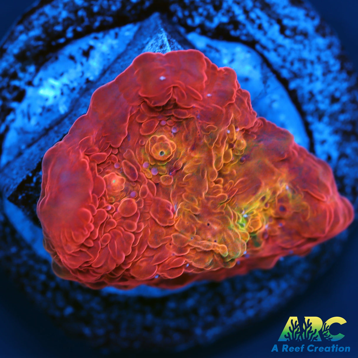 ARC Ludicrous Chalice