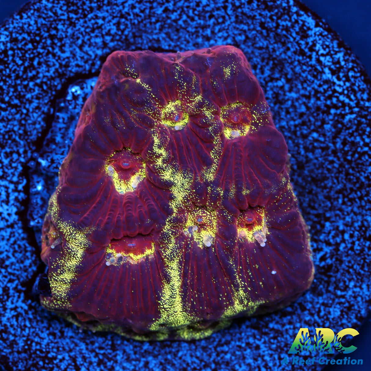 ARC Gryffindor Favia