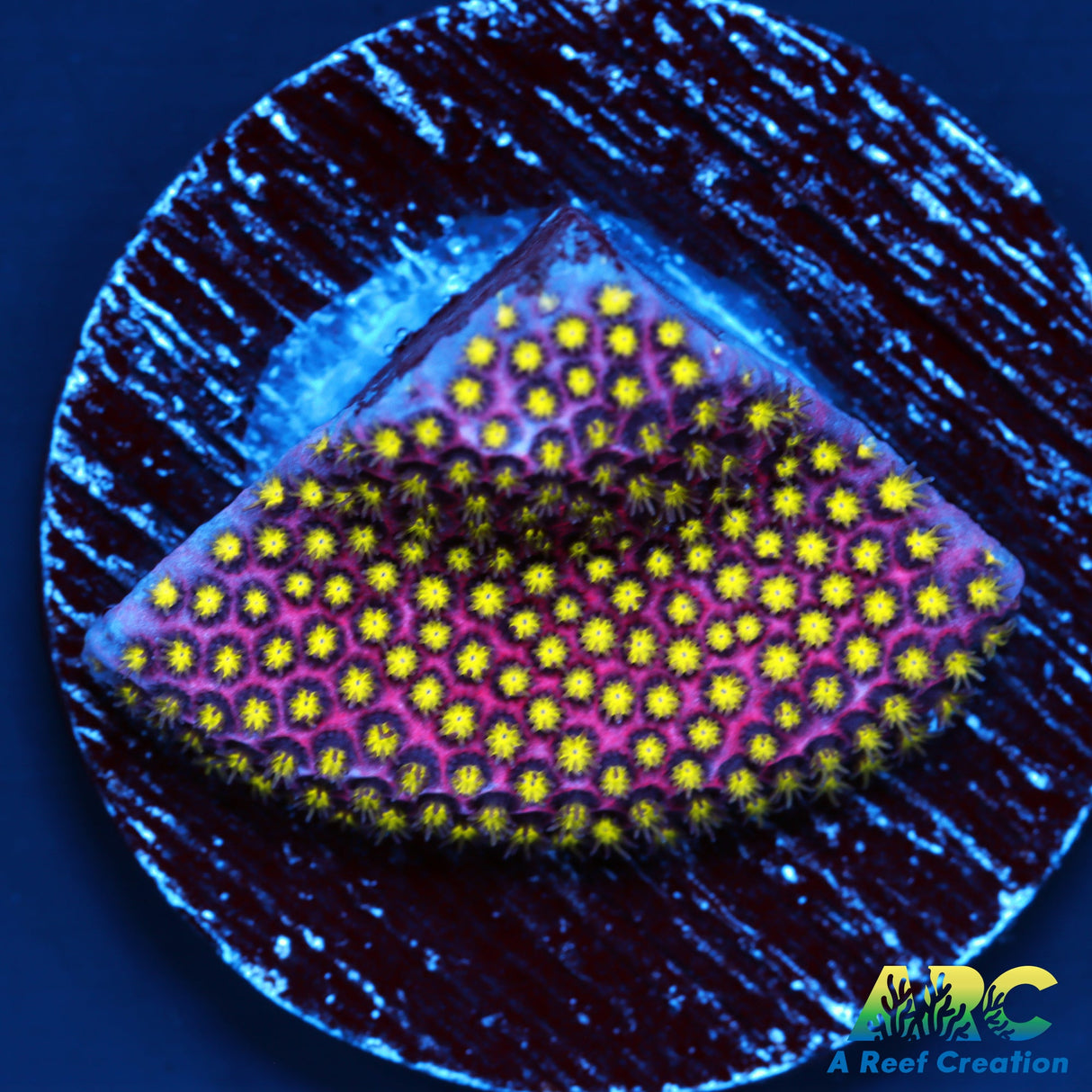 WWC Electric Daisy Stylo