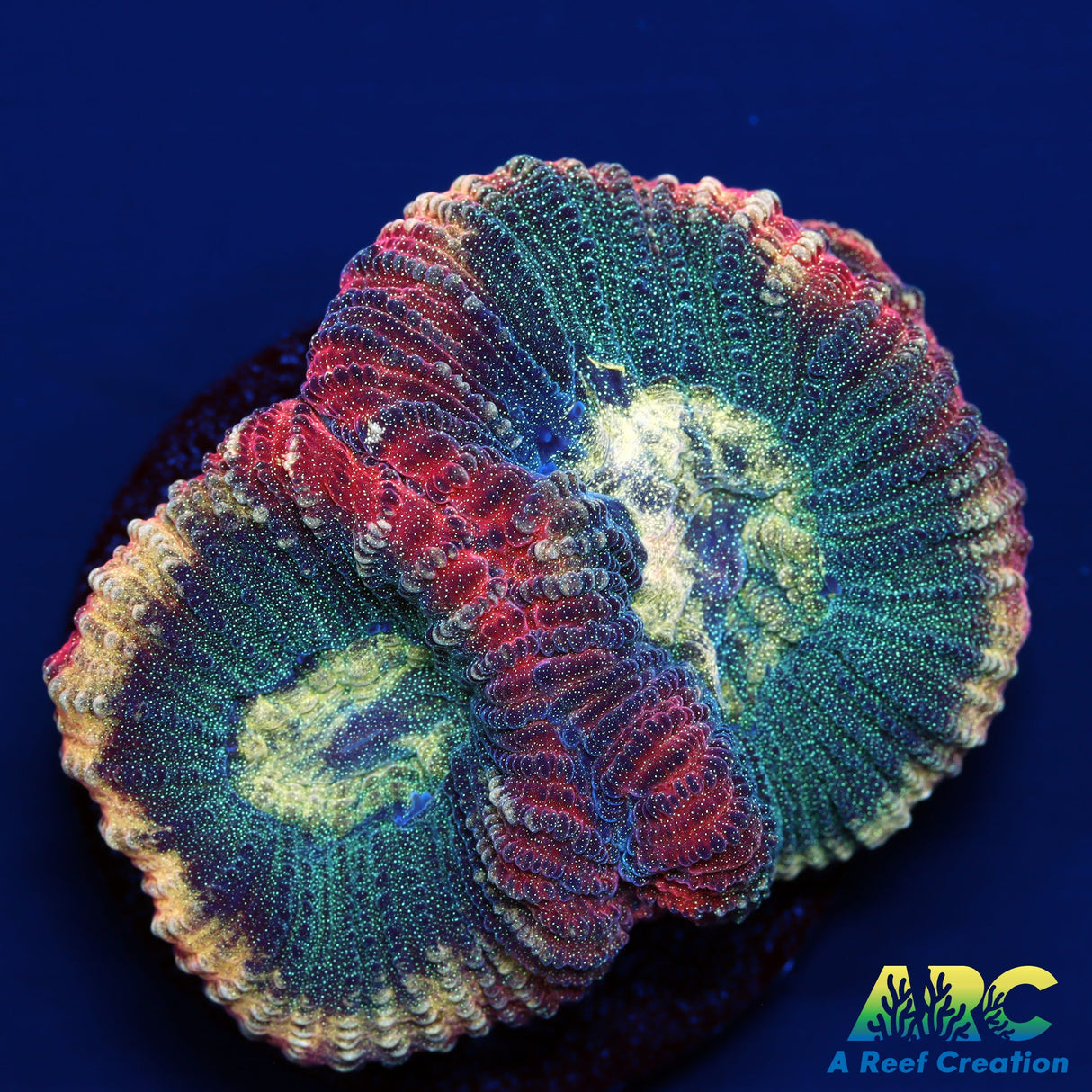 Brent's Reverse Prism Favia