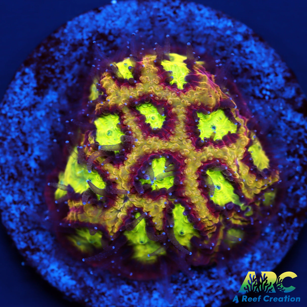 ARC Durin's Bane Favia