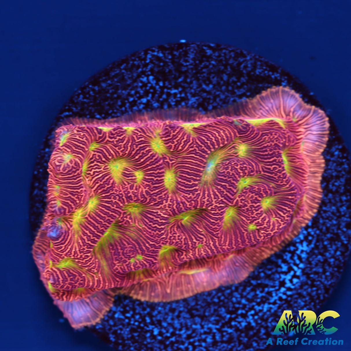 JFJack-O-Lantern Lepto