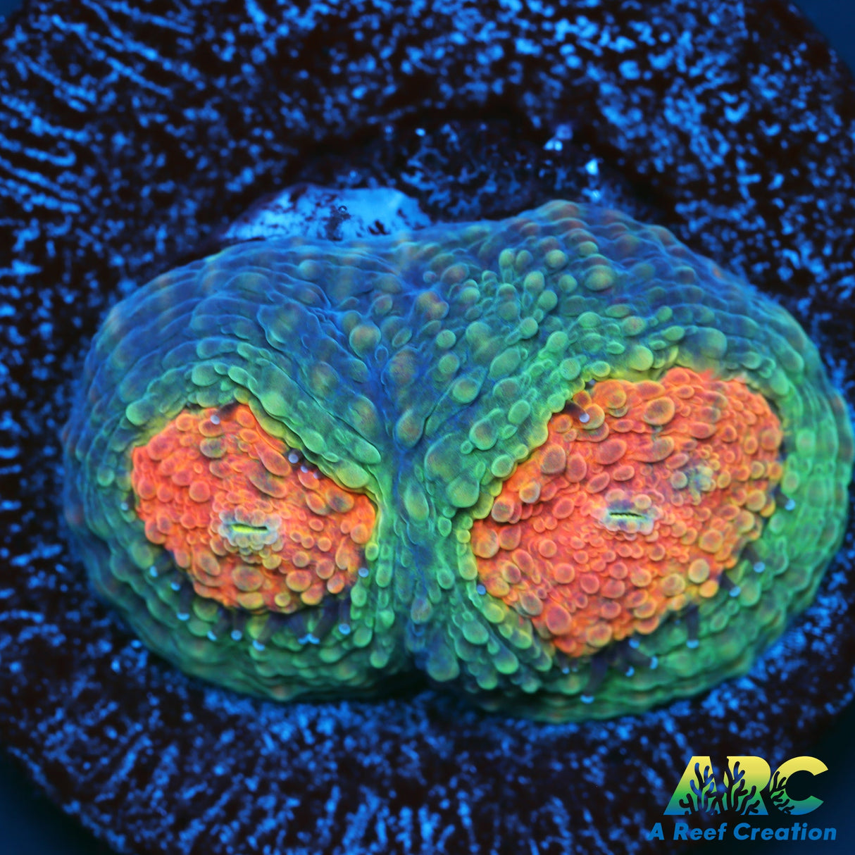 TCK Rainbow Acan Echinata
