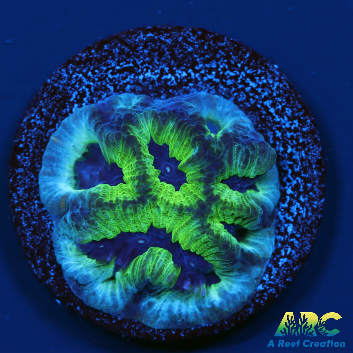 ARC Green and Purple Maze