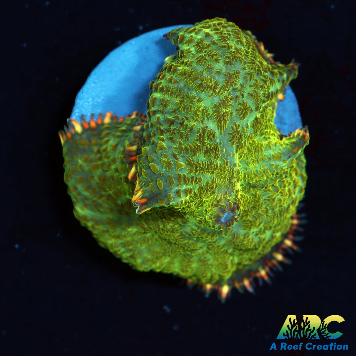 Tequila Sunrise Mushroom