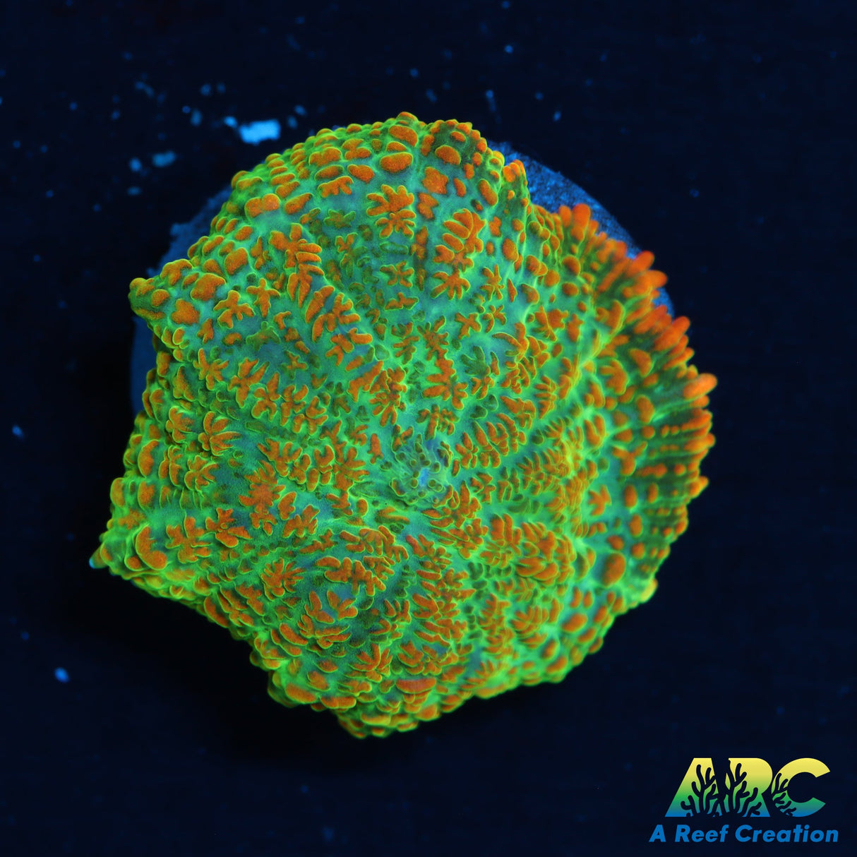 Tequila Sunrise Mushroom