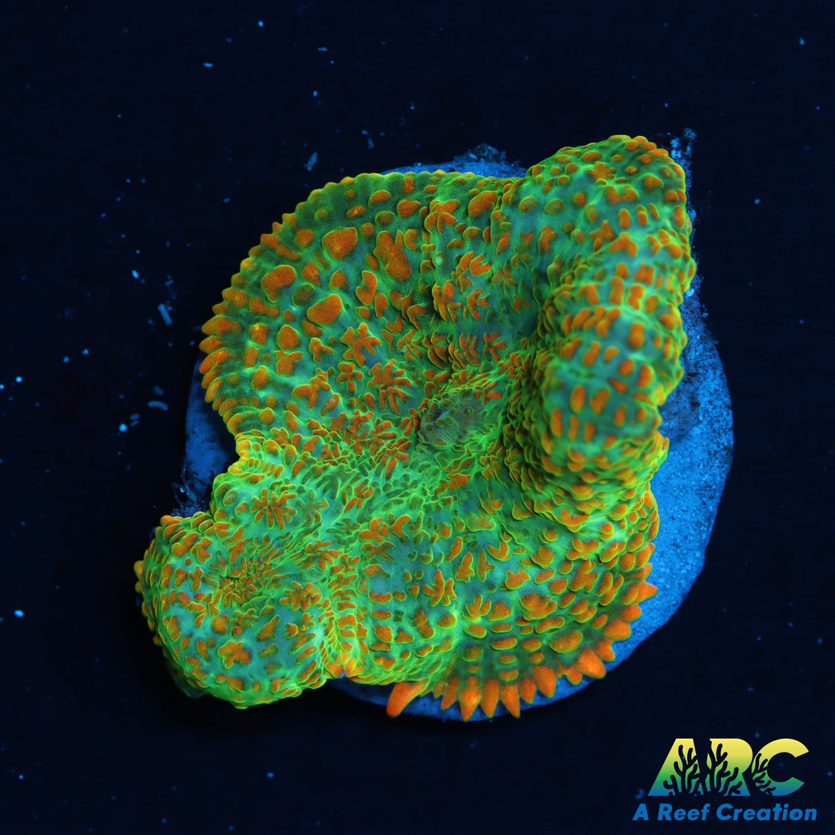 Tequila Sunrise Mushroom