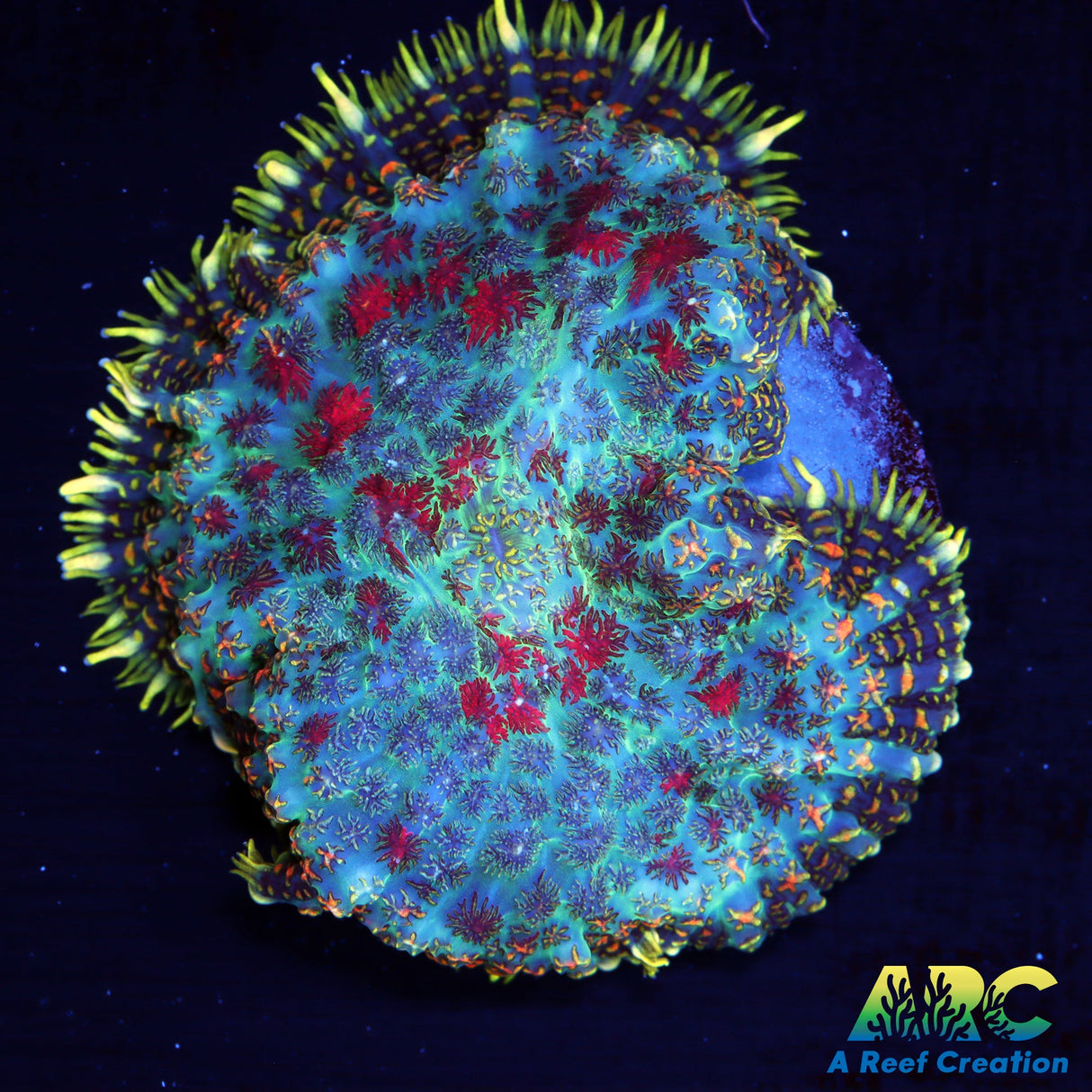 Persian Rug Rhodactis Mushroom