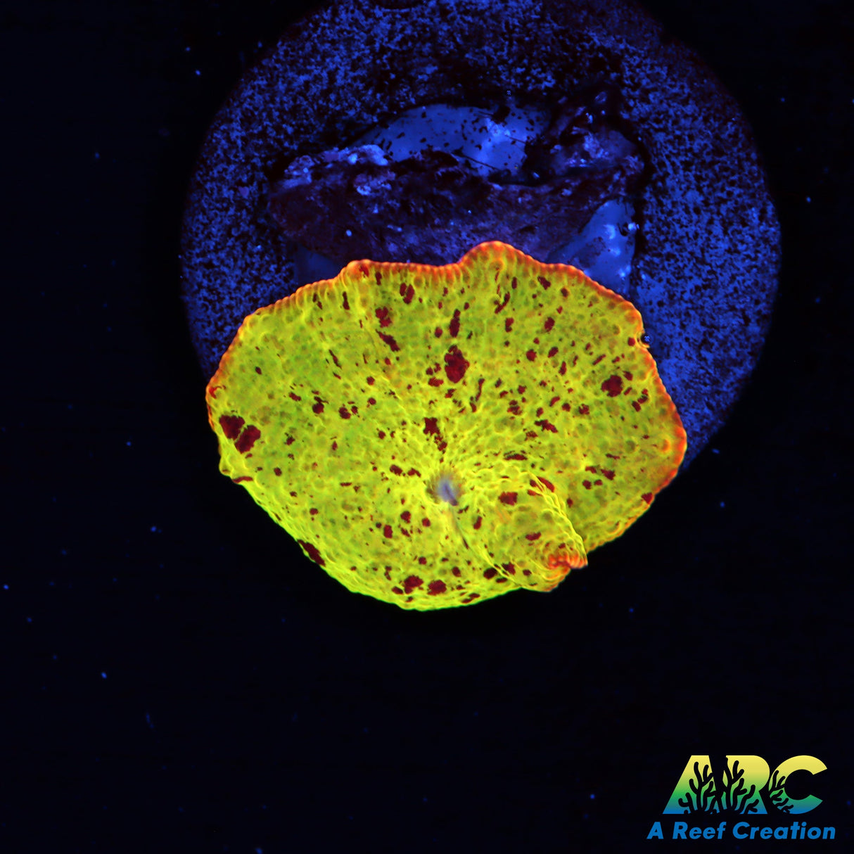 Eclectus Jawbreaker Mushroom