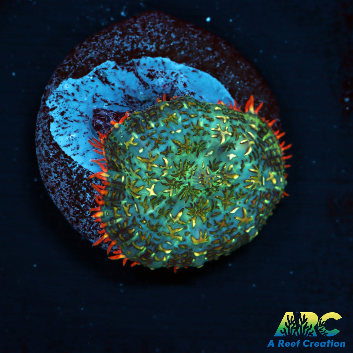 Persian Rug Rhodactis Mushroom