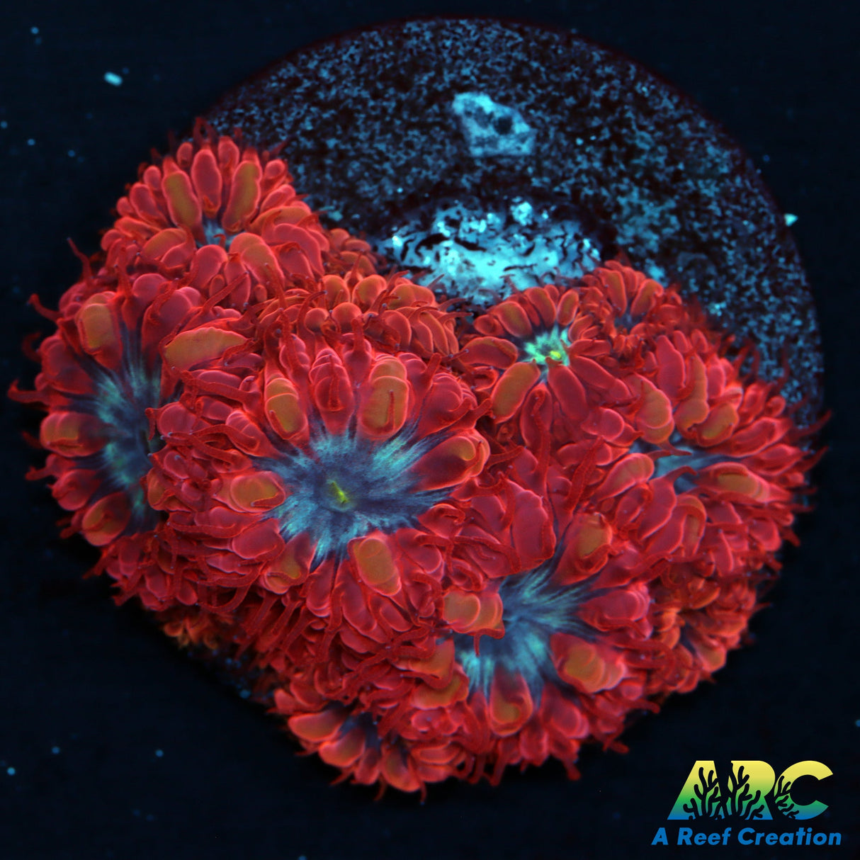 ECC Blue Raven Blasto Merletti