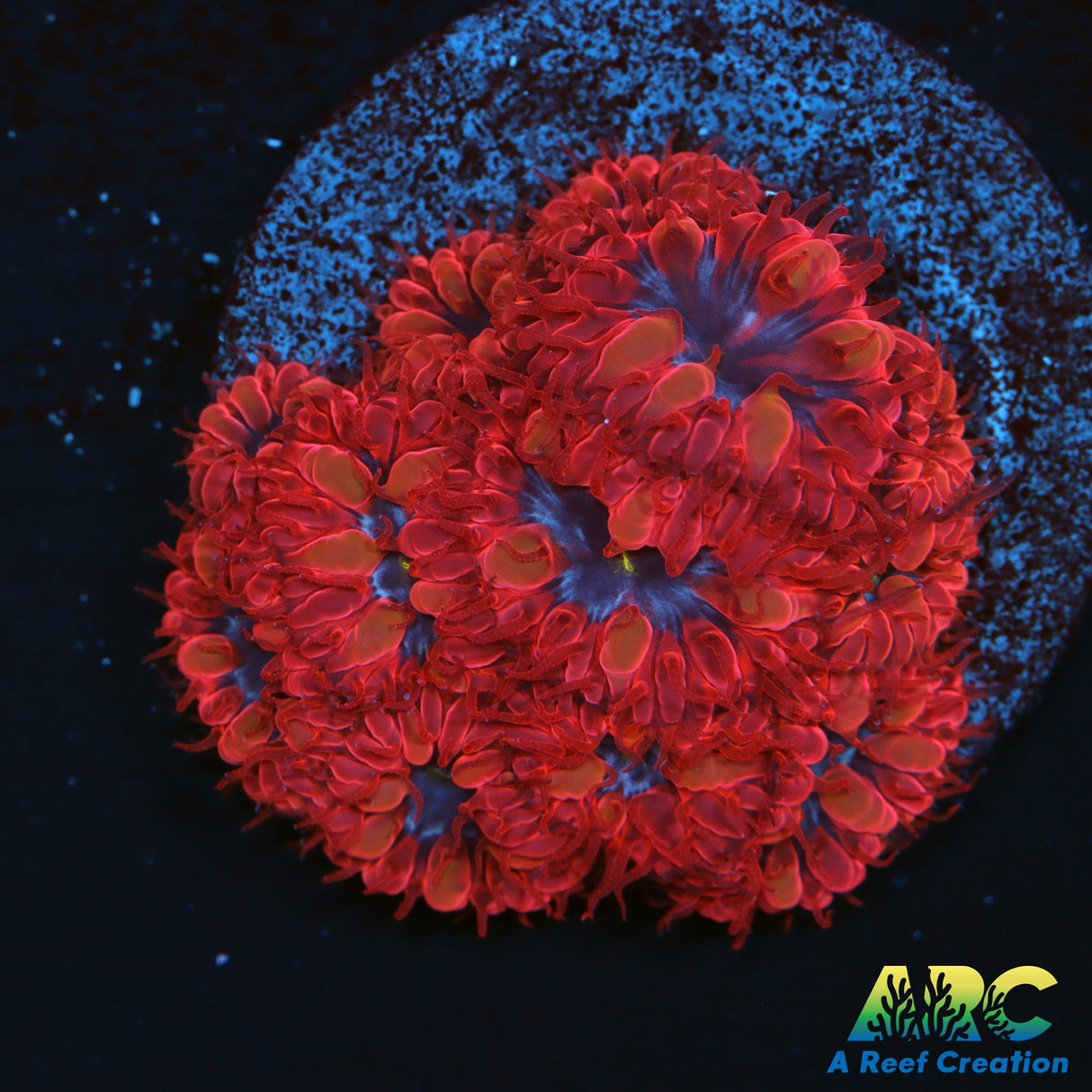 ECC Blue Raven Blasto Merletti