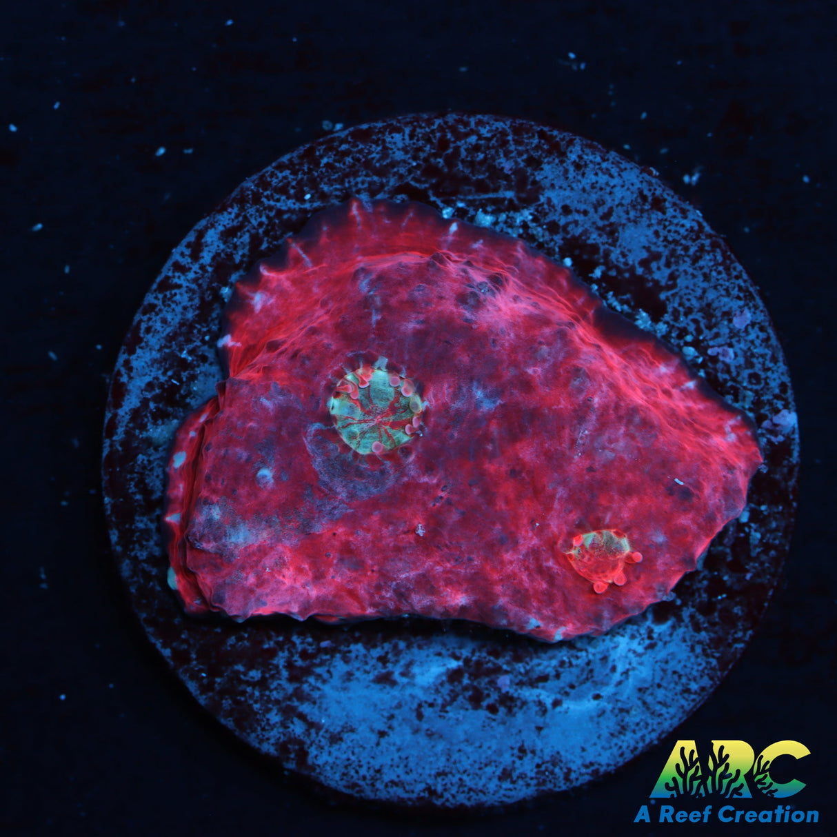 ARC Orion Nebula Chalice