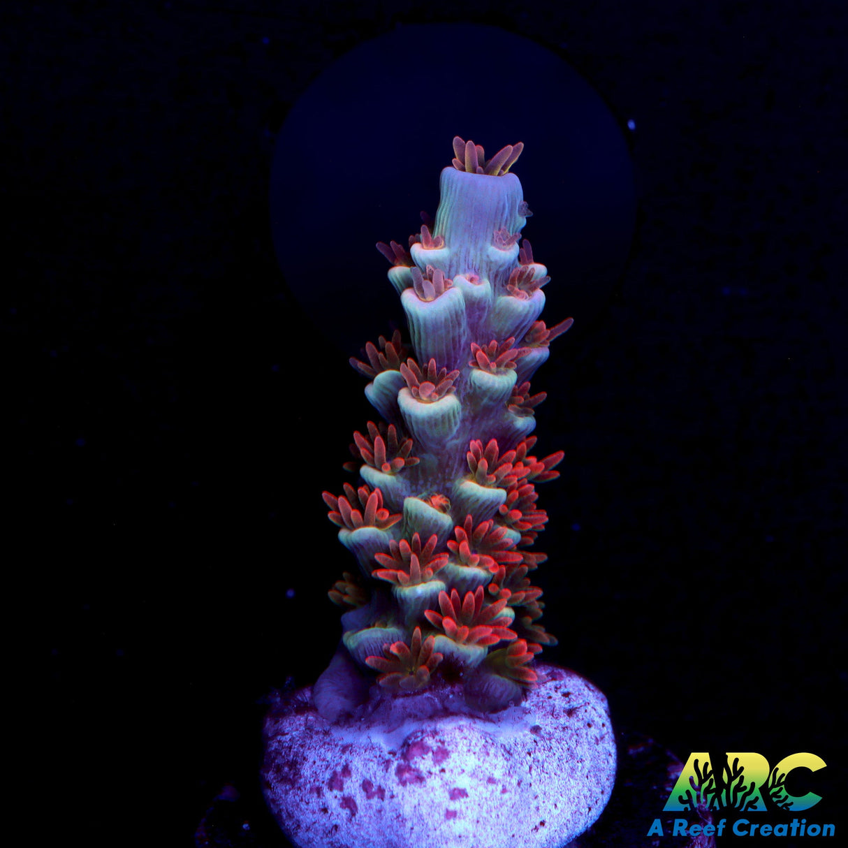 TGC Cherry Bomb