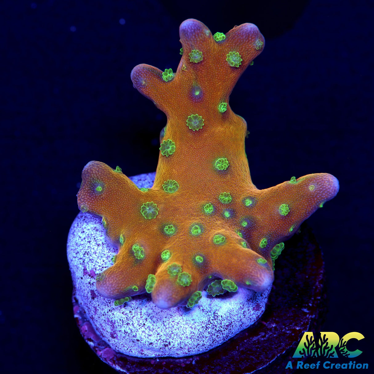 RRC Tropicana Anacropora