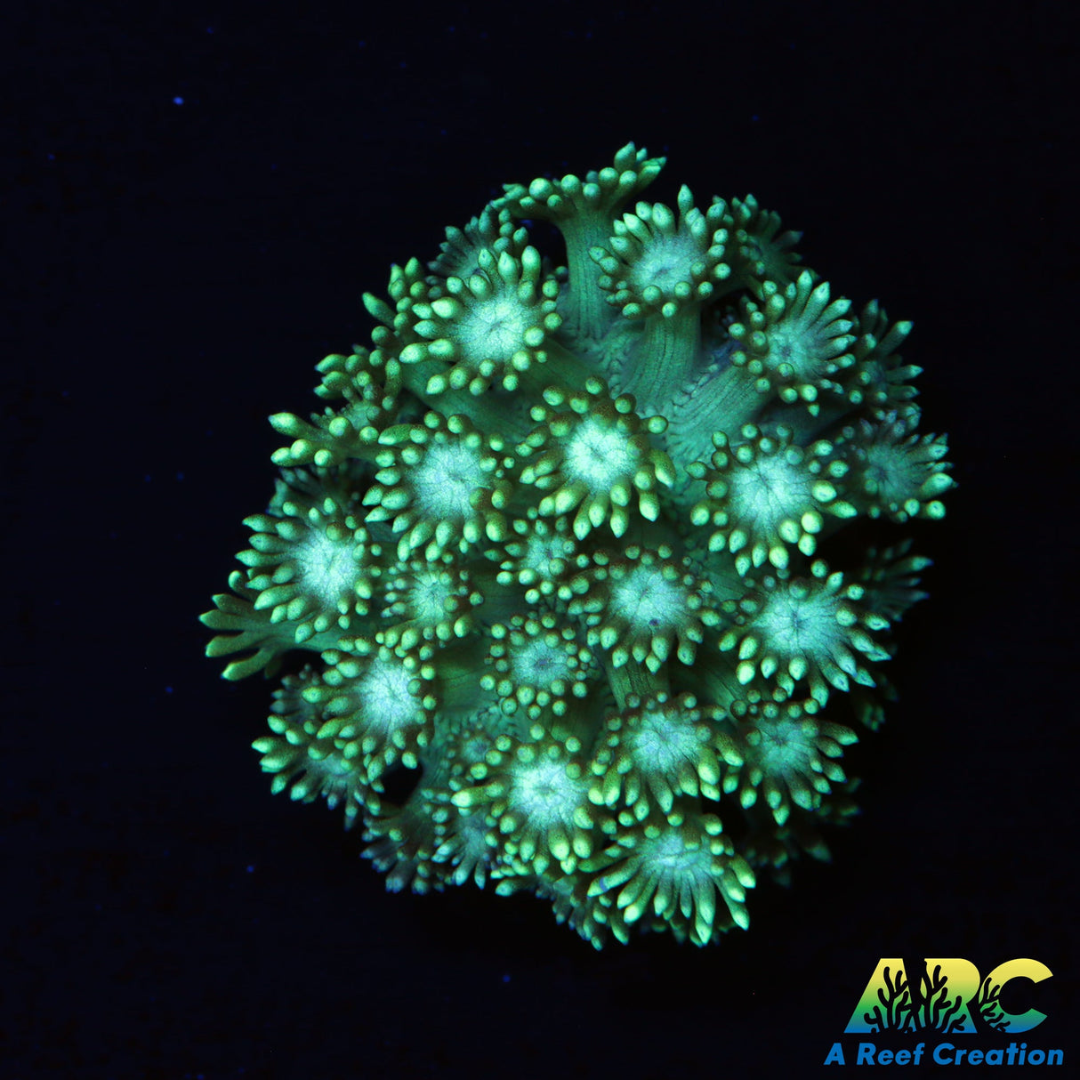 ARC Mint Green Goni