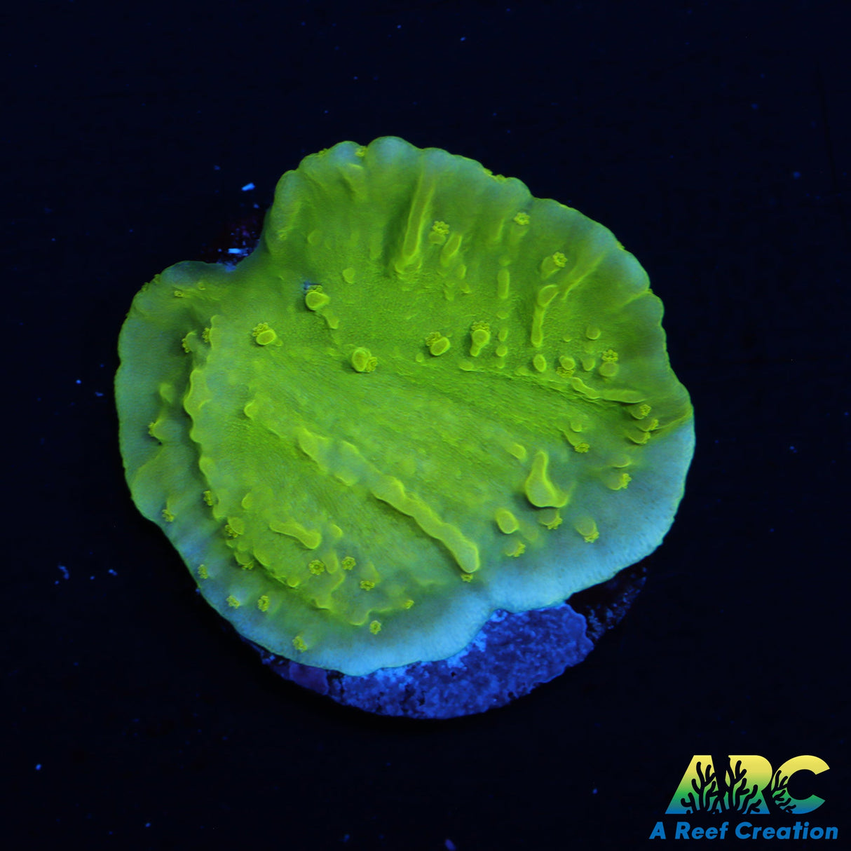 Tyree Toxic Aequituberculata Monti