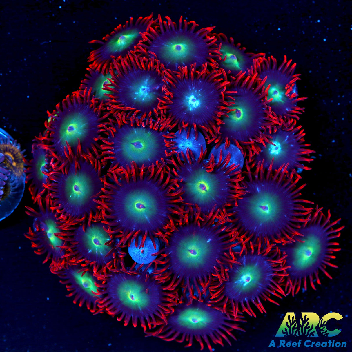Punk Rocker Zoa Chunk