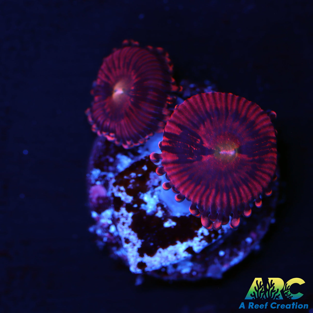 Cherry Blossom Zoa
