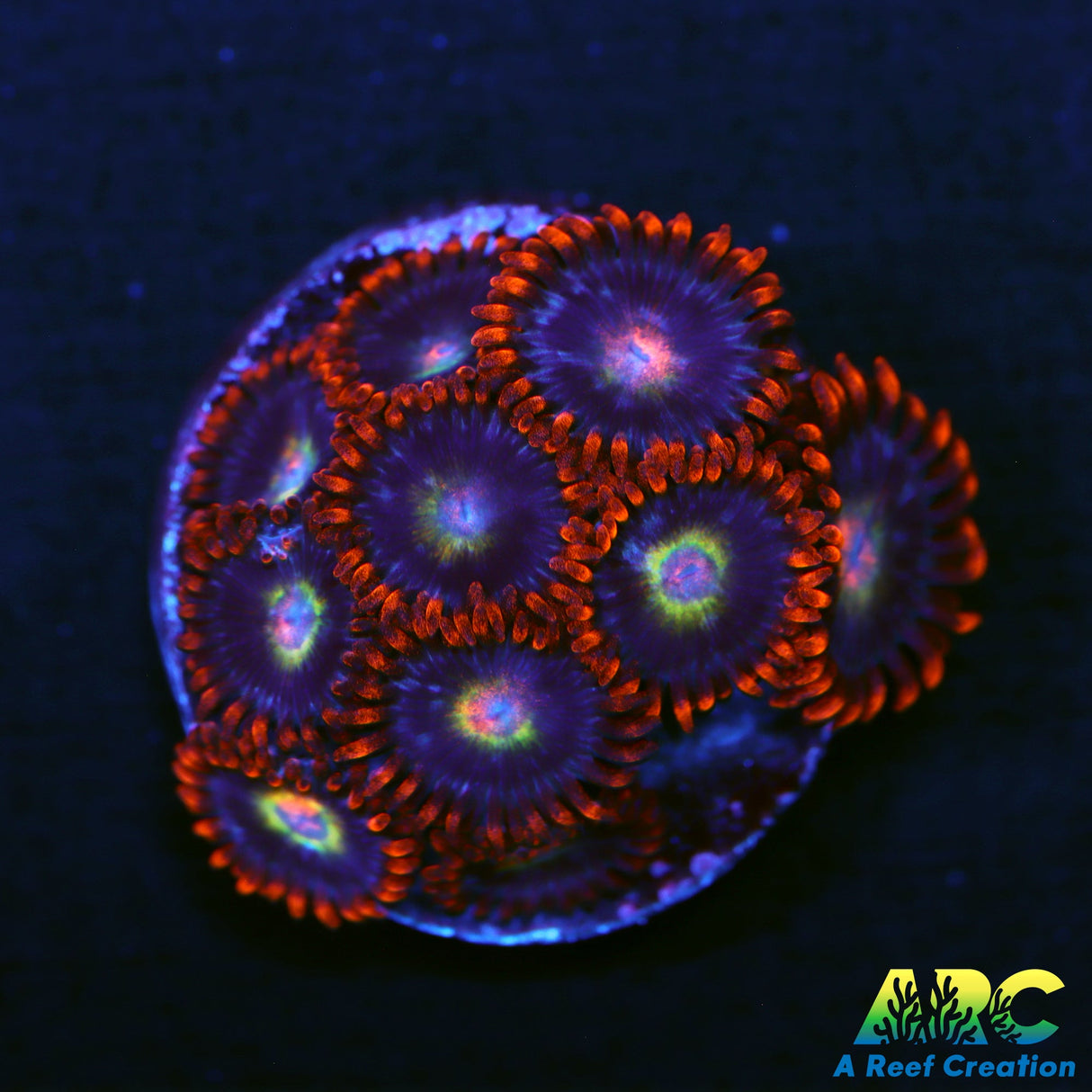 Blondies Zoas