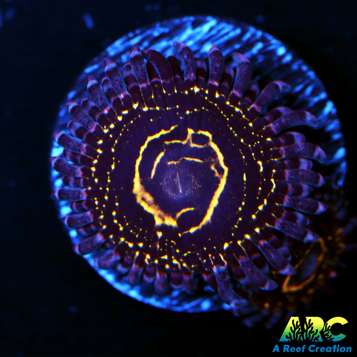 Stratosphere Zoas